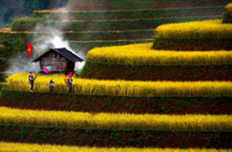 Đẹp nao lòng bức tranh mùa lúa chín ở Mù Cang Chải