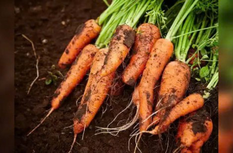 Điều gì xảy ra khi bạn ăn 1 củ cà rốt mỗi ngày?