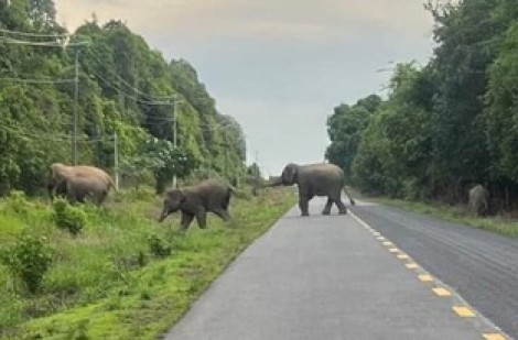 Đồng Nai nghiên cứu mở tour du lịch xem voi hoang dã